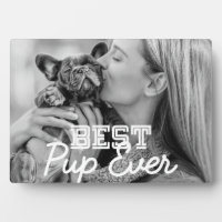 Bestes Pup-Foto für moderne Coole Haustiere