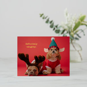 Bestimmt unartige Tier-Foto Süße Weihnachten Folien Feiertagspostkarte