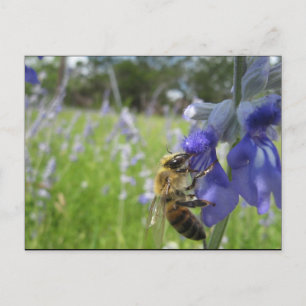 Besy Bee 4 Postkarte