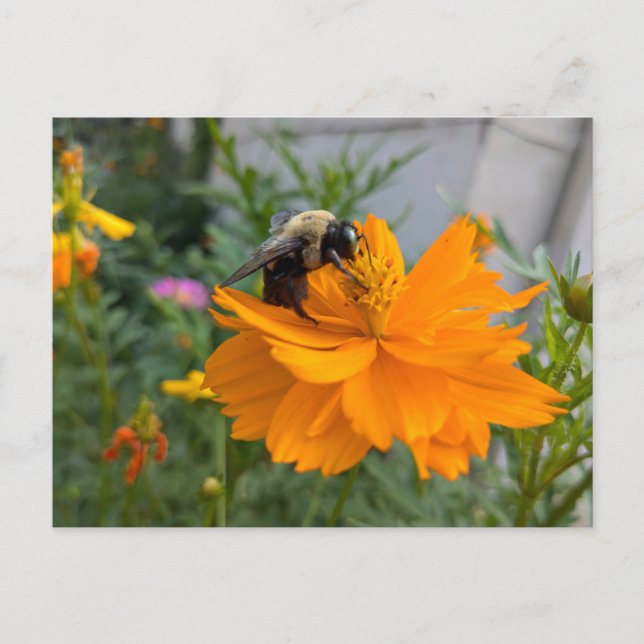 Besy Bee Postcard - von Cottagevale Postkarte (Vorderseite)