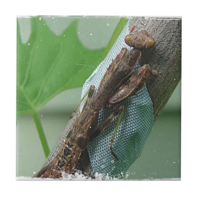 Beten des Mantis-Insekts Fliese (Vorderseite)