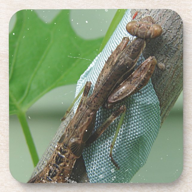Beten des Mantis-Insekts Getränkeuntersetzer (Vorderseite)