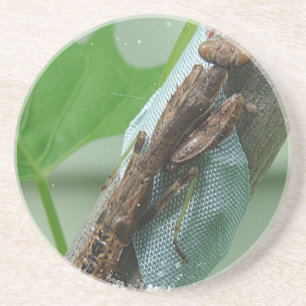 Beten des Mantis-Insekts Getränkeuntersetzer
