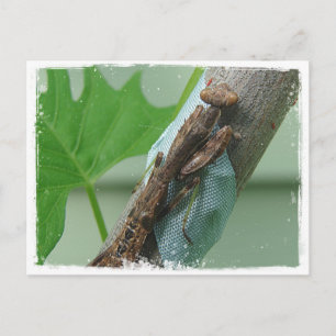 Beten des Mantis-Insekts Postkarte