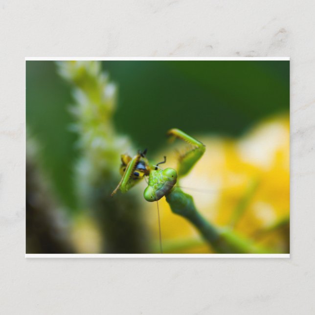Beten von Mantis Eating Beute Postkarte (Vorderseite)