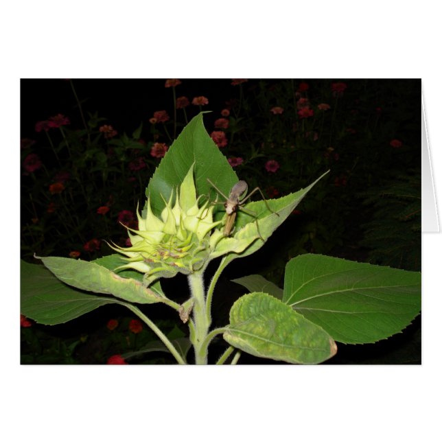 Betender Mantis auf Sonnenblume (Vorderseite (Horizontal))