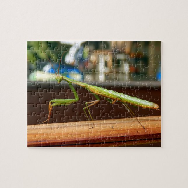 Betender Mantis-Foto-Puzzlespiel mit Geschenkboxen Puzzle (Horizontal)