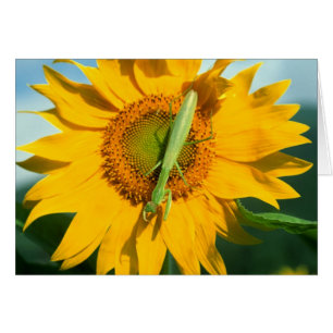 Betender Mantis in einer Sonnenblume