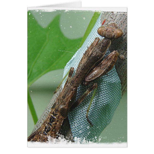 Betender Mantis-Insekt (Vorne)