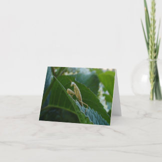 Betender Mantis-Karte Karte
