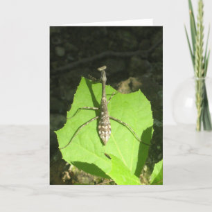 Betender Mantis Notecard Karte