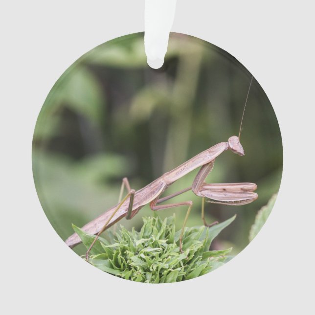Betender Mantis Ornament (Vorderseite)