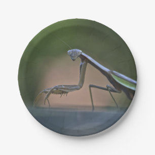 Betender Mantis-Pappteller Pappteller