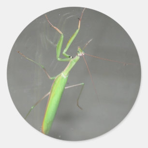 Betender Mantis Runder Aufkleber