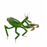Betender Mantis-Skulptur Freistehende Fotoskulptur<br><div class="desc">Ein betender Mantis</div>