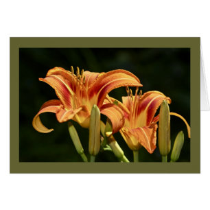 Betrachten Sie die Lilien von The Field