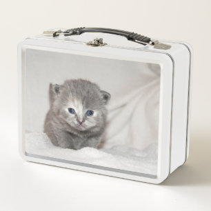 Betrachten Sie dieses kleine graue Kätzchen Metall Brotdose