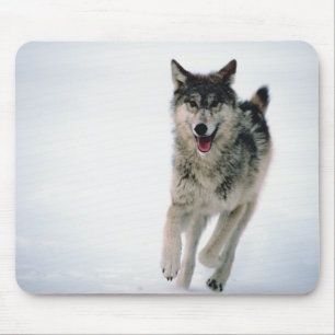 Betrieb des grauen Wolfs Mousepad