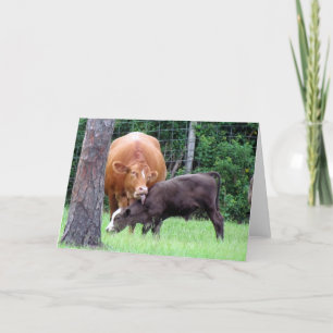 Betrieb — Momma Cow und Calf Karte