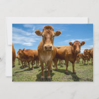 Betriebe | Brown Cow Group