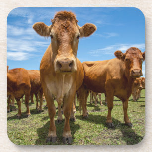 Betriebe   Brown Cow Group Getränkeuntersetzer