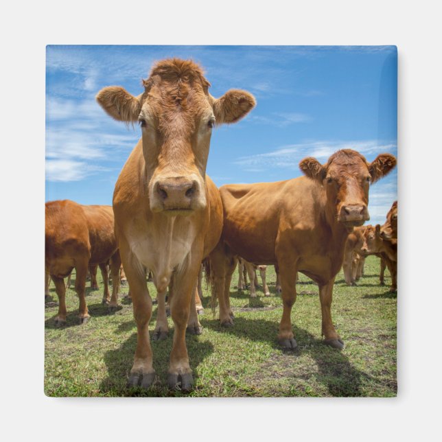 Betriebe | Brown Cow Group Magnet (Vorne)
