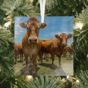 Betriebe   Brown Cow Group Ornament Aus Glas