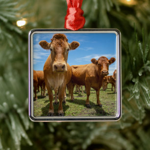 Betriebe Brown Cow Group Ornament Aus Metall