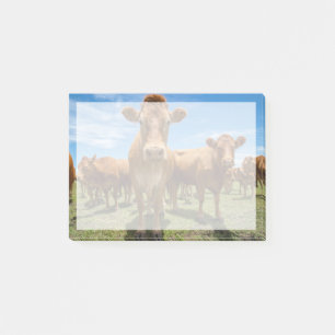 Betriebe   Brown Cow Group Post-it Klebezettel