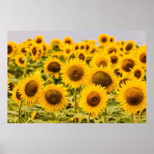 Betriebe Ein Sonnenblumenfeld Poster