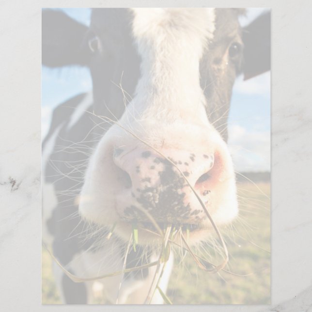 Betriebe | Holstein Kuh Kauen (Vorderseite)