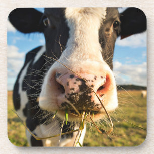 Betriebe Holstein Kuh Kauen Getränkeuntersetzer