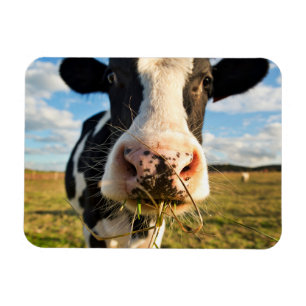 Betriebe   Holstein Kuh Kauen Magnet