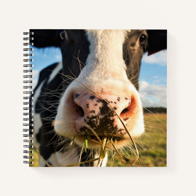 Betriebe | Holstein Kuh Kauen Notizbuch (Vorderseite)