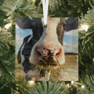 Betriebe Holstein Kuh Kauen Ornament Aus Glas