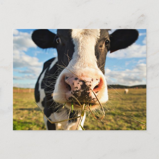 Betriebe | Holstein Kuh Kauen Postkarte (Vorderseite)