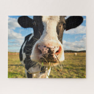Betriebe   Holstein Kuh Kauen Puzzle