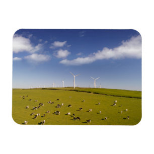 Betriebe Kühe in der Nähe der Windmühle Magnet