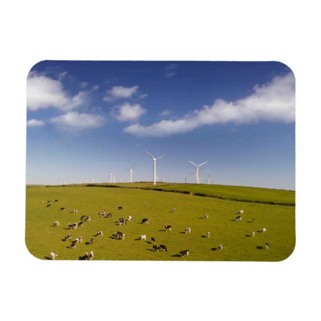 Betriebe | Kühe in der Nähe der Windmühle Magnet (Horizontal)