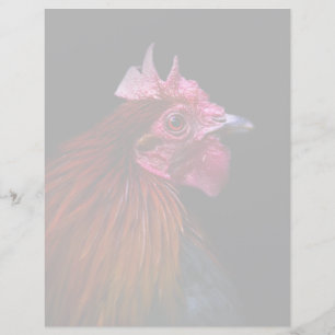 Betriebe Rooster Head Shoot