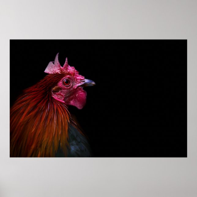 Betriebe | Rooster Head Shoot Poster (Vorne)
