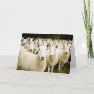 Betriebe Schafherde Karte