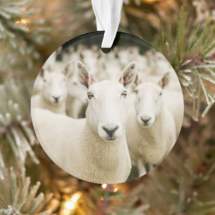 Betriebe Schafherde Ornament