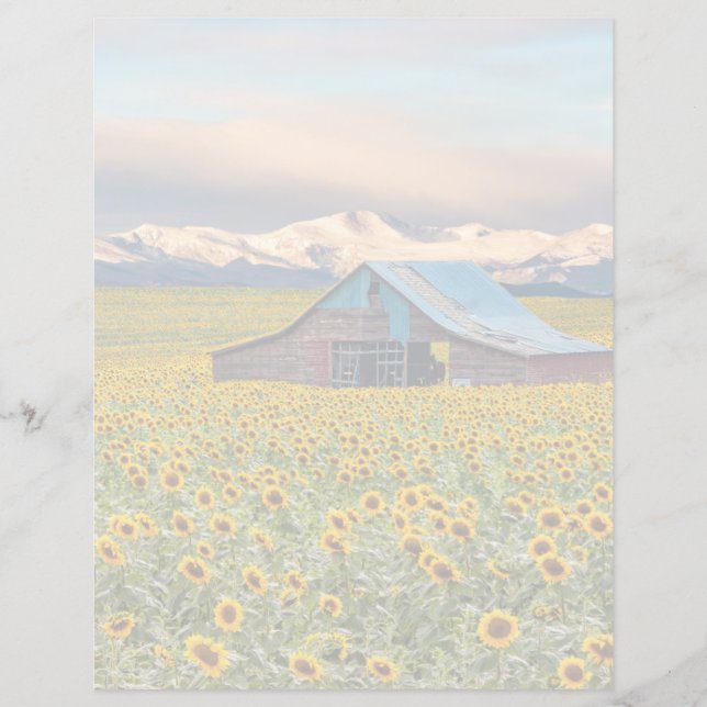Betriebe | Sonnenblumenfeld (Vorderseite)