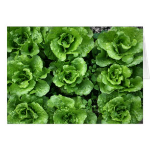 Bett des Kopfsalates