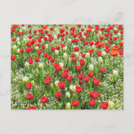 Bett von Tulips, Gärten, Cardiff, Wales. Postkarte