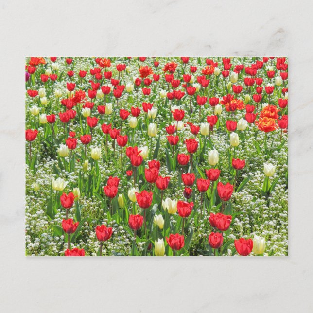 Bett von Tulips, Gärten, Cardiff, Wales. Postkarte (Vorderseite)