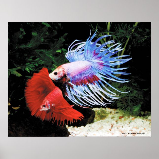 Bettaの ポ タ poster (Vorne)