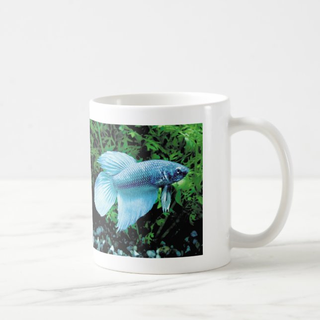 betta,cobalt blue tasse (Rechts)