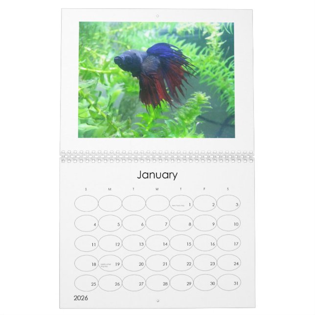 Betta Fisch-Kalender 2013 Kalender (Jan 2026)